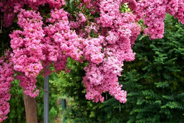 Krasiće vam dvorište do kasne jeseni: Simbol je ljubavi, a raskošni cvetovi privlače sve poglede