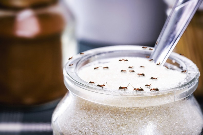 Mravi beže glavom bez obzira: Isprobajte provereni trik baka Stane sa 1 sastojkom iz kuhinje