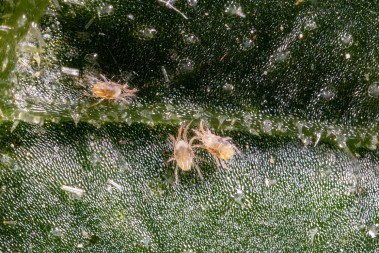 Smrt za biljke: Jedna vrsta buba uništava sve pred sobom, uradite ovo i automatski će nestati