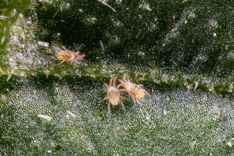 Smrt za biljke: Jedna vrsta buba uništava sve pred sobom, uradite ovo i automatski će nestati