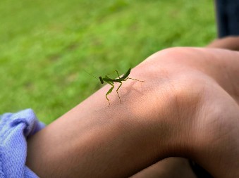 Ako vidite ovu bubu u kući, ne dirajte je: Veruje se da donosi novac i sreću!