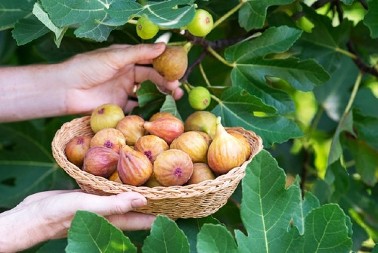 Pojedite 2 smokve dnevno: Nisu samo slatke – ovo voće podmlađuje, čuva srce i kosti, evo zašto su simbol dugovečnosti