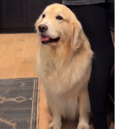 Pas jeo za stolom u restoranu: „Videla sam odrasle osobe koje su nepristojnije od njega"