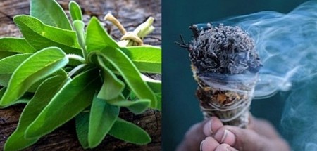 Ovo nisu prazne priče: Zapalite žalfiju i u roku od 5 minuta osetićete promenu