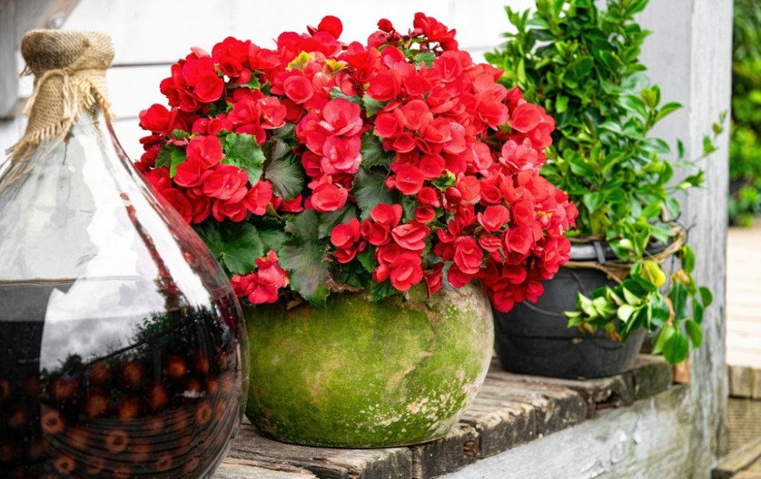 Veruje se da PRIVLAČI SREĆU I LJUBAV: Ovaj cvet obavezno posadite na terasi ili u dvorištu!