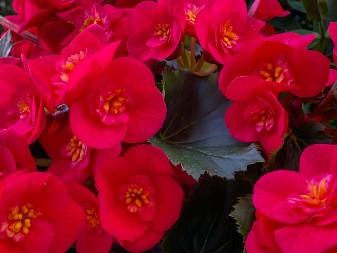 Cveće ljubavi i sreće: Naše bake su verovale da privlači lepa dešavanja, pa je krasilo svaku kuću