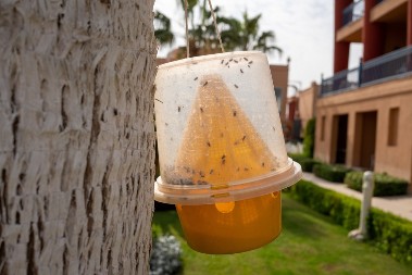 Ne bocka, ali je opasniji od komaraca i krpelja: Ovaj insekt prenosi neke od najtežih bolesti