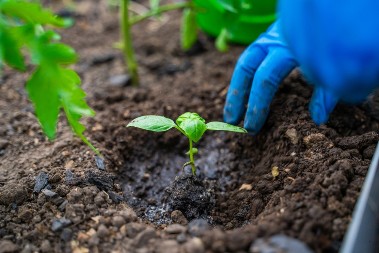 Crna kao smrt, a daje život: Biljke će procvetati kada u zemlju stavite ovu stvar, baštovani se kunu u nju