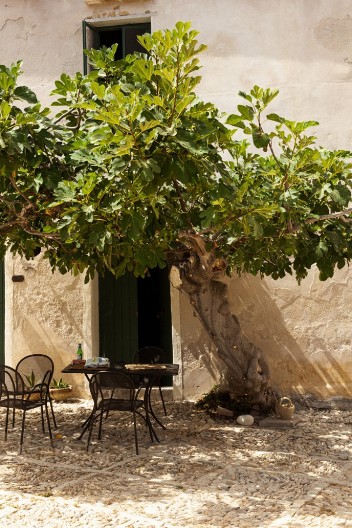 Srbi nikad nisu sadili smokvu blizu kuće: Imali su valjan razlog, evo o čemu se radi