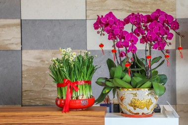 Krenuće novi ciklus bujnih cvetova: Ako vam orhideja vene stavite 1 sastojak u saksiju