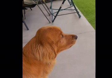 Pas je ugledao svog dvojnika u dvorištu: Zbog njegove reakcije ljudi danima plaču od smeha!