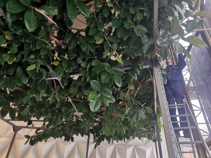 Ako ga dobijete na poklon, bolje ga bacite, sami ga ni u ludilu ne kupujte: Ovo drvo donosi nesreću u kuću, nemir i bedu