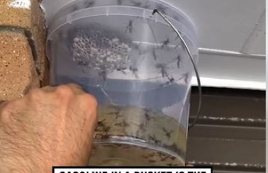 Pokušali da uklone ose benzinom – Stručnjaci u šoku: Može izazvati ozbiljne ili čak smrtonosne posledice