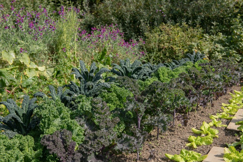 Najzdravije povrće sveta raste kod nas: U Americi bi za jedan list dali sto dolara, a mi ga imamo pred nosom