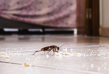 Bolje tamani bubašvabe nego najskuplji insekticid: Nećete verovati šta je u pitanju, a svima je na dohvat ruke!