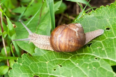 Beže od ovoh mirisa kao đavo od krsta, a nisu nikakve hemikalije: Puževi neće ni priviriti u vaše dvorište ako koristite ovaj rastvor