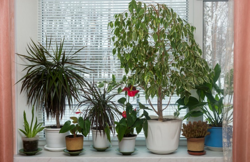 Zimi morate imati u kući ove 3 sobne biljke: Pročišćavaju vazduh, upijaju prašinu, čak i dim cigarete!