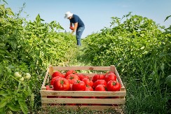 Pospite mrvicu ovog praha oko paradajza: Rodiće duplo više, a plodovi će biti krupni i sočni