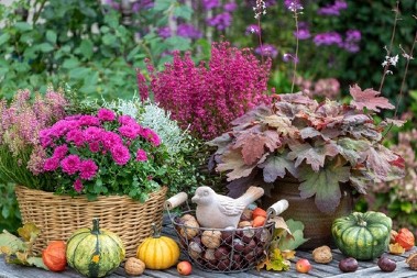 Najpopularniji jesenji cvet buja do prvog mraza: Sada je vreme da ga posadite - lepotom će ukrašavati dvorište