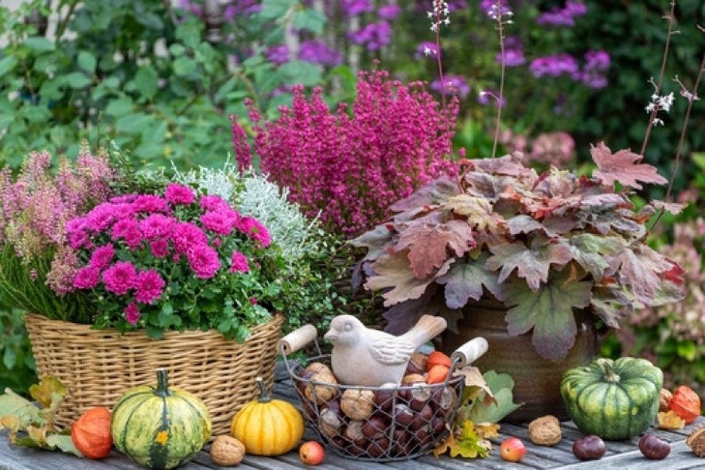 Najpopularniji jesenji cvet buja do prvog mraza: Sada je vreme da ga posadite - lepotom će ukrašavati dvorište