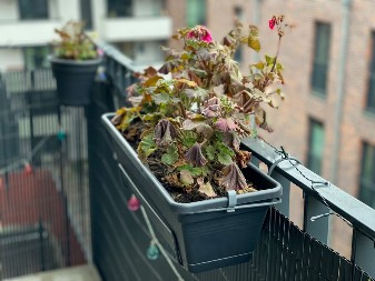 Neće uvenuti do kasne jeseni, ima da cveta do decembra: Evo šta treba da uradite sa vašim cvećem, bujaće ponovo