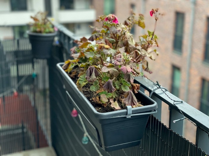 Neće uvenuti do kasne jeseni, ima da cveta do decembra: Evo šta treba da uradite sa vašim cvećem, bujaće ponovo