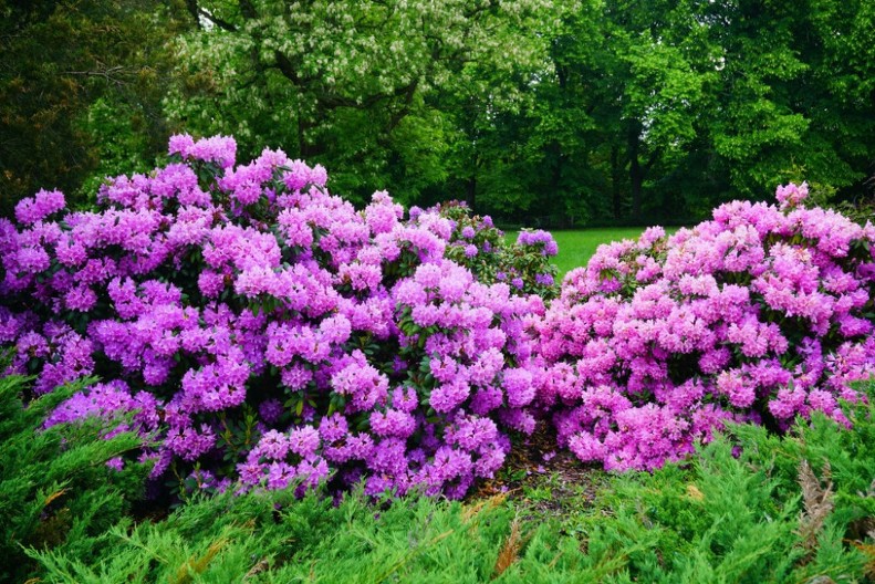Raskošan cvet kojem ne smeta hladnoća: Posadite ga sada i krasiće vam dvorište cele godine!