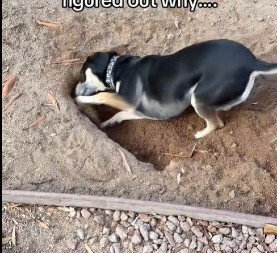 Pas je danima kopao rupu u dvorištu: Vlasnica je zanemela od šoka kad je otkrila pravi razlog!