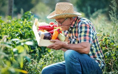 Pazi s kim paprika raste: Ove biljke je uništavaju, osušiće se i pre cvetanja