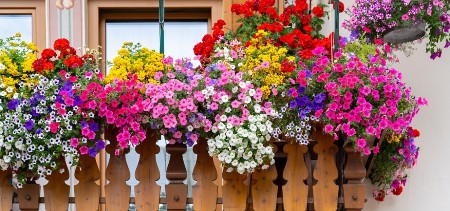 Prihrana za cveće od 2 sastojka: Imaćete najlepšu terasu u ulici, od ove mešavine buja kao ludo!