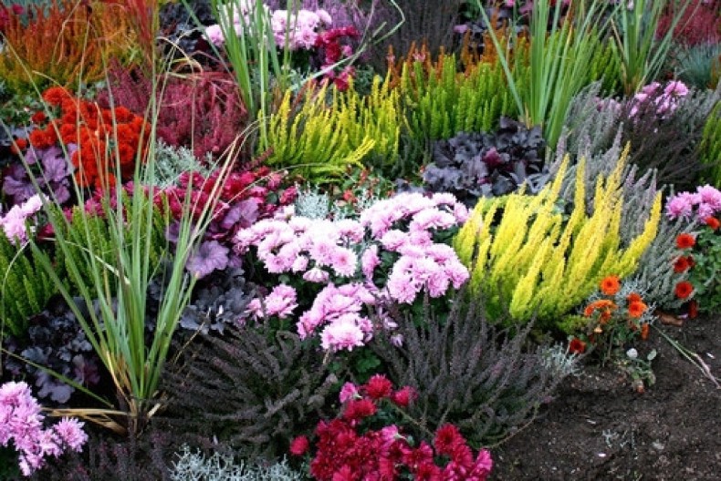 Kraljevski cveta i kada sve oko nje vene: Stari Sloveni su verovali da ovaj jesenji cvet donosi mir u dom