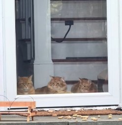 Mačke su opsednute prizorom s terase: Istopićete se kad vidite šta ih hipnotiše svakog dana!