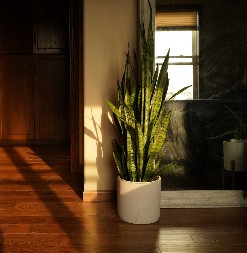 Ne držite ništa u ovom uglu kuće: Samo jedan cvet tu privlači novac kao magnet