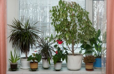 Prirodni regenerator od mleka vraća biljke u život: Jača koren, oživljava listove i štiti od bolesti