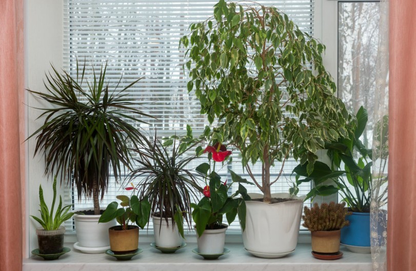 Prirodni regenerator od mleka vraća biljke u život: Jača koren, oživljava listove i štiti od bolesti