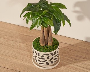 Sad je pravo vreme da zasadite biljku od pet grančica: Donosi zdravlje, sreću, napredak i novac