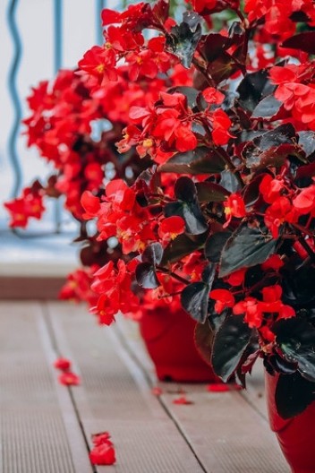 Nežna i raskošna lepotica najbolje cveta zimi: Kažu da, ko ima ovaj cvet, imaće sreću u životu