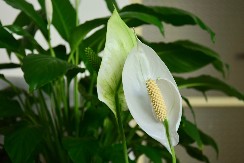 Ljiljan  neće uvenuti zimi: Stavite ovo ispod saksije I biljka će bujati kao u proleće