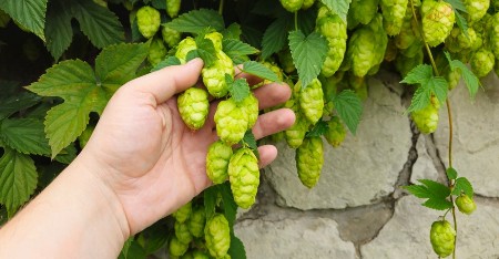 Kilogram ide i do 900 evra! Najskuplji su ženski cvetovi, u Srbiji ih ima na svakom ćošku, samo retko ko ume da prepozna ovu biljku