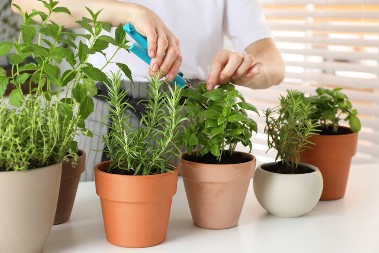 Biljka koja snižava holesterol: Obara masnoće u krvi i štiti od infarkta, a ima je na svakom ćošku